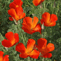 California Poppy Seeds 1 lb Z57226