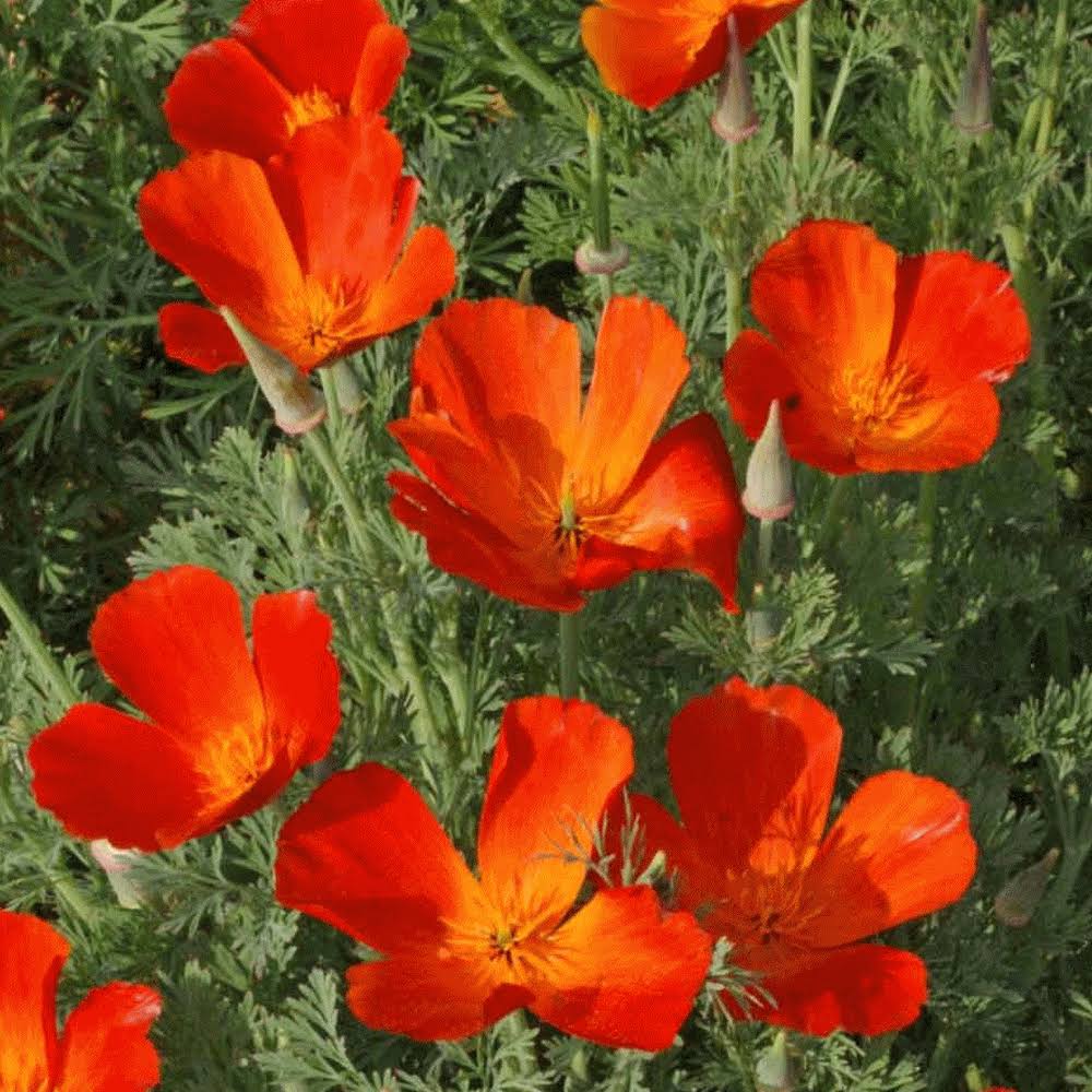 California Poppy Seeds 1 lb Z57226
